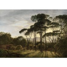 Pine Sunset 