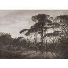 Pine Sunset 