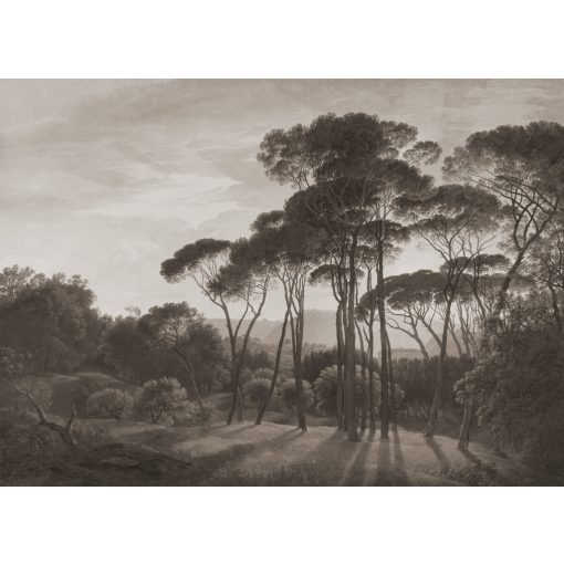 Pine Sunset 