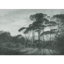 Pine Sunset 