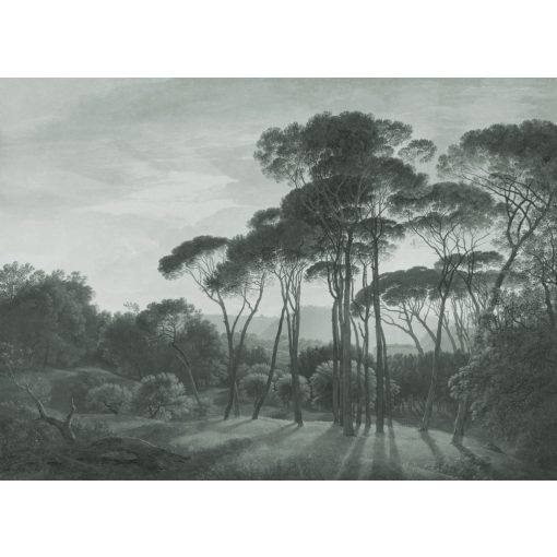 Pine Sunset 