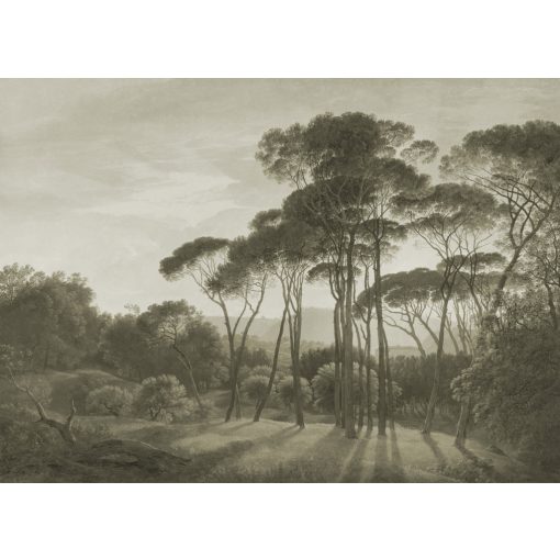 Pine Sunset 