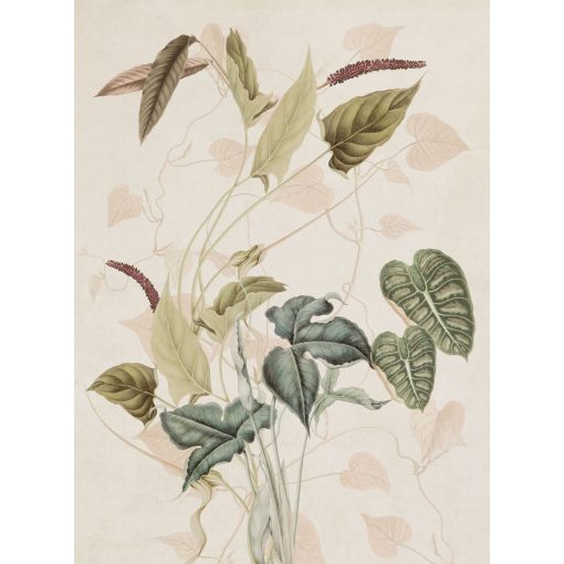 Caladium