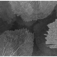 Corales- Korall mintás tapéta