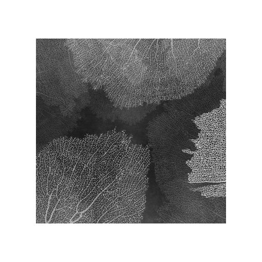 Corales- Korall mintás tapéta