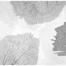 Corales- Korall mintás tapéta