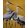 Yellow Cranes