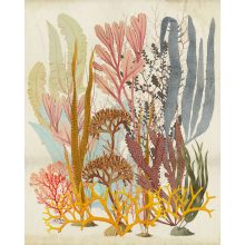 Catchy Corals