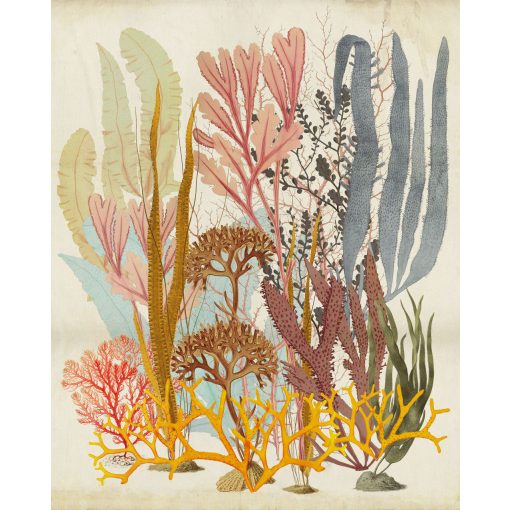 Catchy Corals