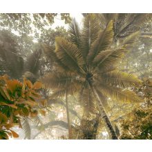 Palms Panorama