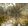 Palms Panorama
