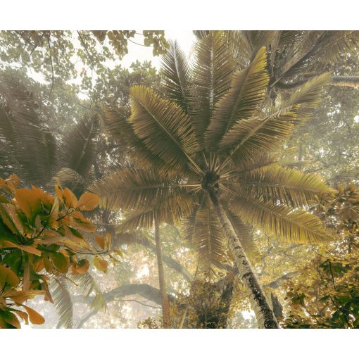 Palms Panorama