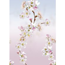 Sweet blossom Barackvirág mintás poszter tapéta