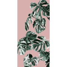 Monstera Rosé