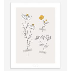 Chamomile - field flowers