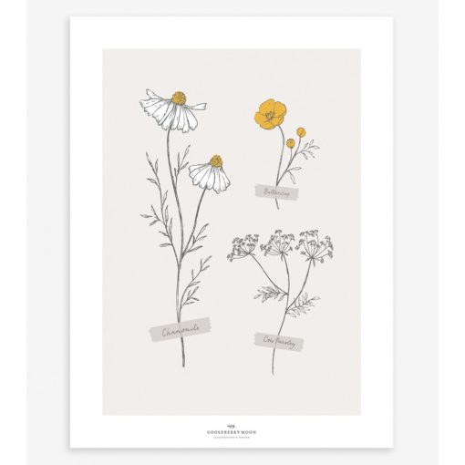 Chamomile - field flowers