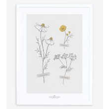 Chamomile - field flowers