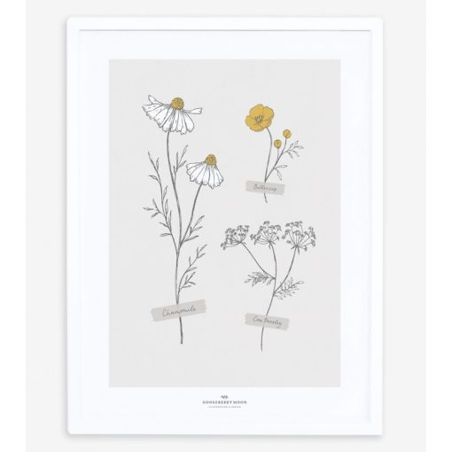 Chamomile - field flowers