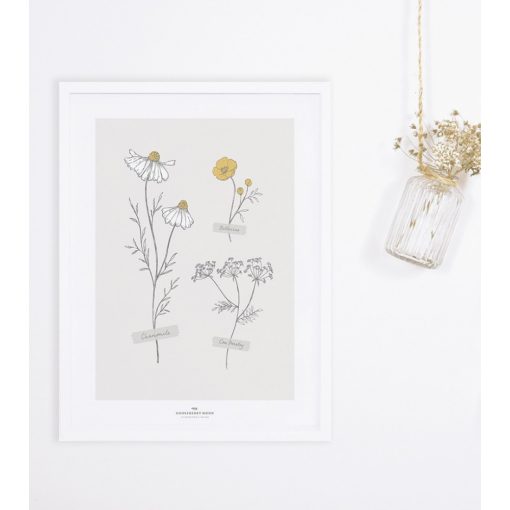 Chamomile - field flowers