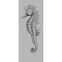 Sea Horse