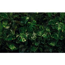 Tropical Wall