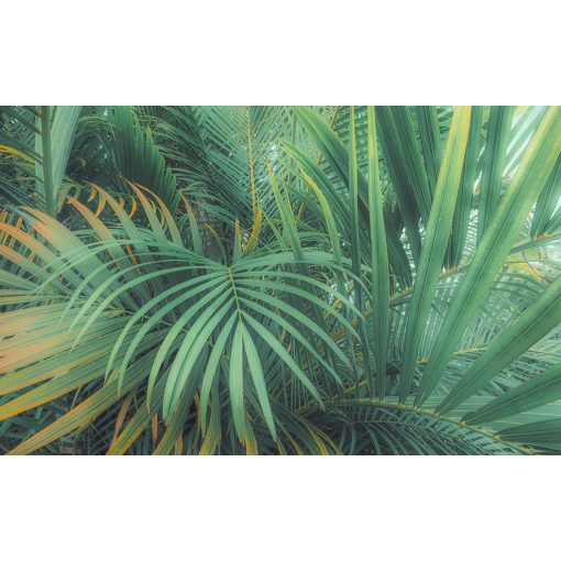 Jungle Lands