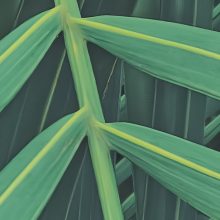 Jungle Lands