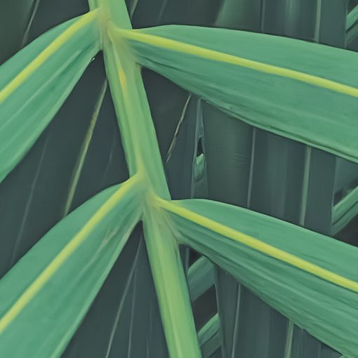 Jungle Lands