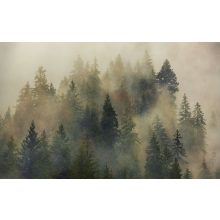 Mystical Firs