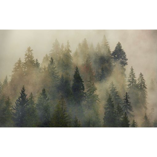 Mystical Firs
