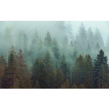 Foggy Firs
