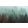 Foggy Firs