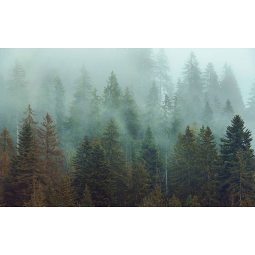 Foggy Firs