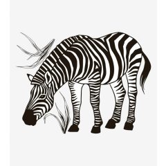Black majik - zebra