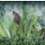 Foliis tropicae-Trópusi növény mintás tapéta