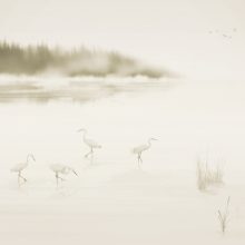 Albufera  Tájkép mintás tapéta, Állatos tapéta