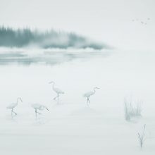 Albufera  Tájkép mintás tapéta, Állatos tapéta