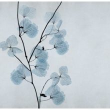 Mizar     Tapéta vidám virágokkal