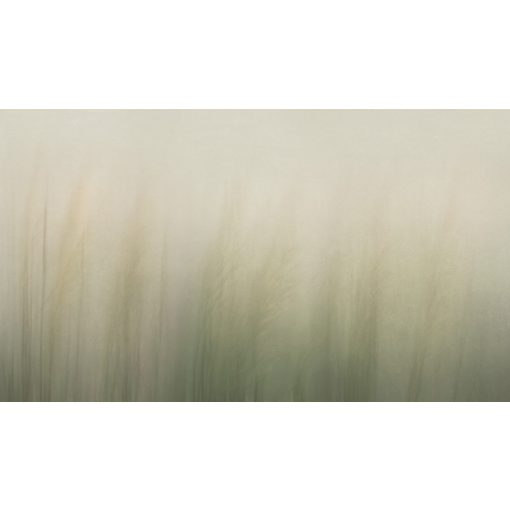 Reed